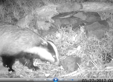 Mammals in your garden | Shropshire Wildlife Trust Mammals in your garden | Shropshire Wildlife Trust
