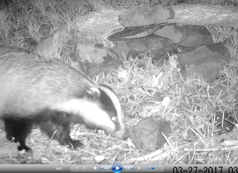 Badger snapshot