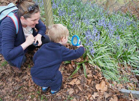 Child and bluebells