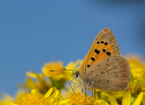 Small Copper butterfly