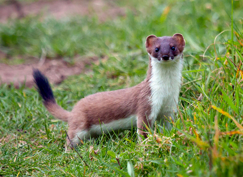 Malay weasel in Are There