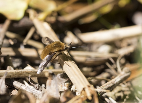 Dark edged Beefly