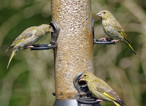 Greenfinches on feeder