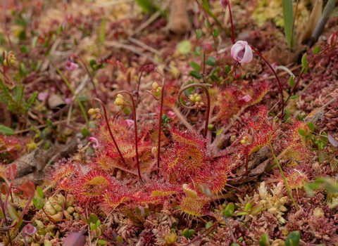 Mini bog landscape Mosses