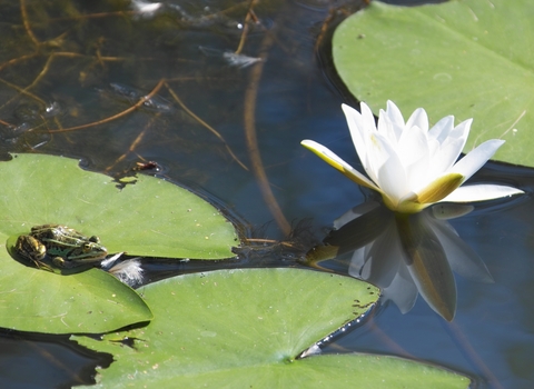 Water Lily