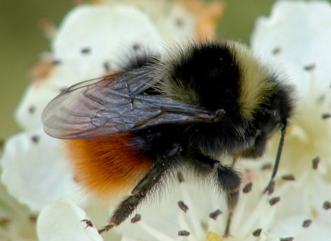 Bilberry bumblebee