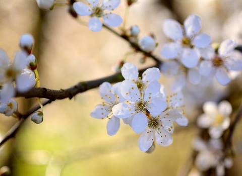 Cherry plum blossom