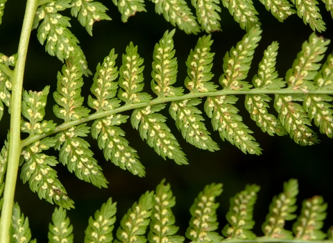 Lady-fern, Athyrium filix-femina
