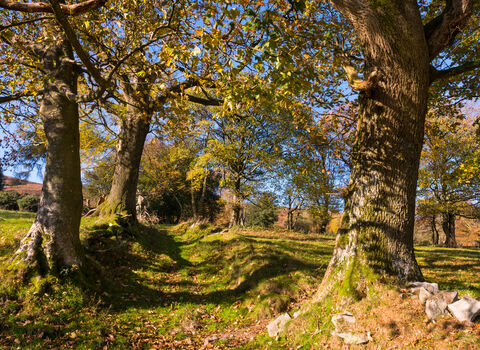 Earl's and Pontesford Hill | Shropshire Wildlife Trust