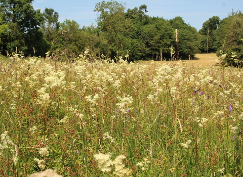 Sweeney Fen