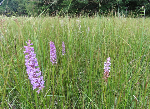 Sweeney Fen