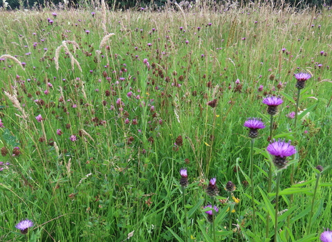 Sweeney Fen