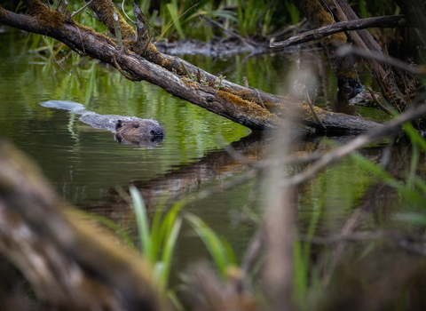 Beaver swimming