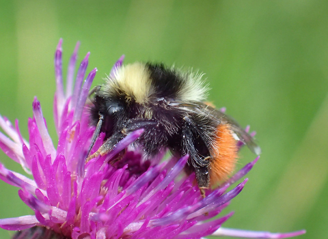 Bilberry bumblebee on clover