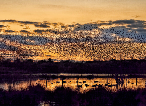 Starling murmuration Whixall