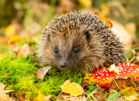 Hedgehog and fly agaric