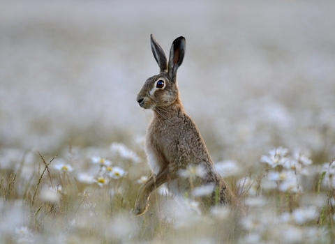 Brown Hare (c)  David Tipling 2020 Vision