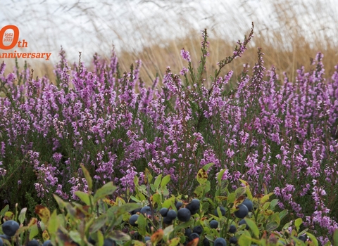 60th with heather and bilberry