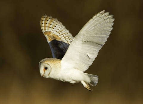 Barn owl