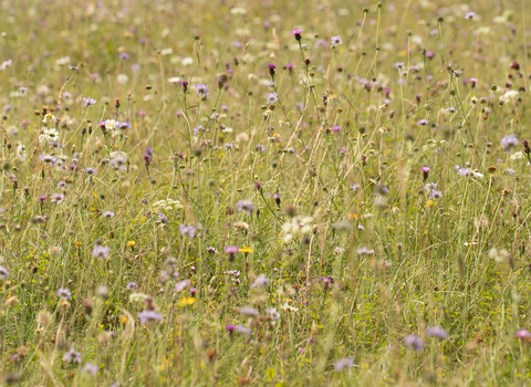 Wildflower meadow