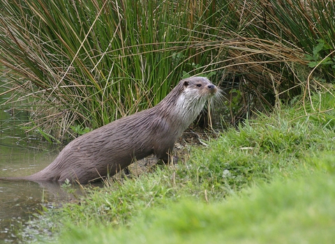 OTTER