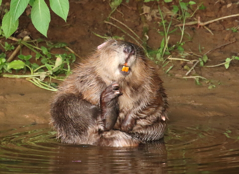 Beaver female (C) Mike Symes Devon WT