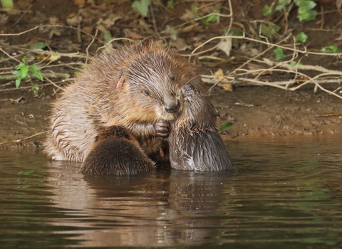 Beaver female with kits (C) Mike Symes Devon Wildlife Trust