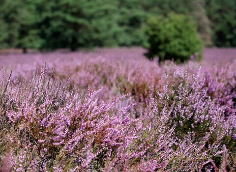 Heather and bilberry in the stiperstones