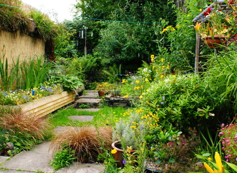 garden full of various plants