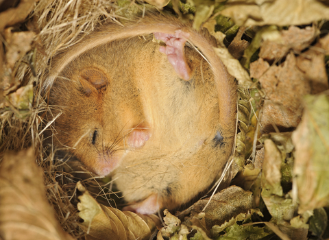 Close-up image of a hazel dormouse asleep in its nest.