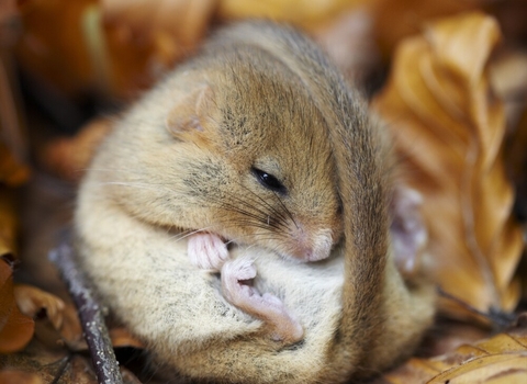 Dormouse curled up from Shutterstock