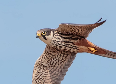 Hobby in flight (c) Stephen Barlow