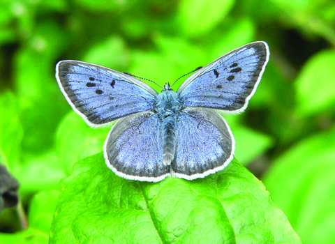 Large Blue butterfly on a leaf