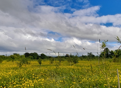 Holly Banks nature reserve