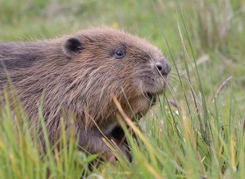 A beaver in the grass
