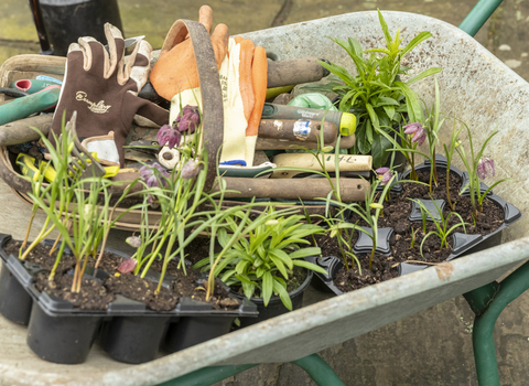 wheelbarrow full of plants and gardening tools