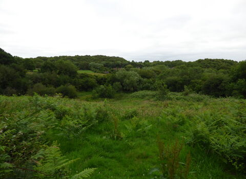 Green field with shrubs and surrounded by woodland