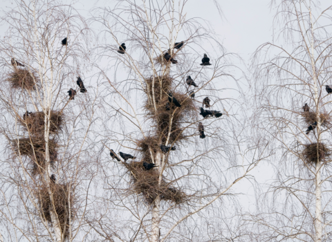 rooks in trees with nests
