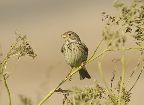 A corn bunting perched on a stem