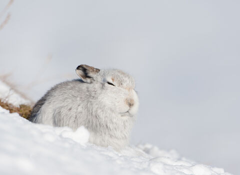 Rabbit in snow
