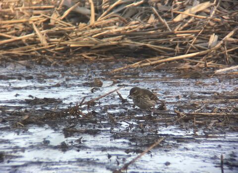A water pipit, brown and streaky with a prominent pale eyebrow stripe, picking through the mud at the edge of a reedbed
