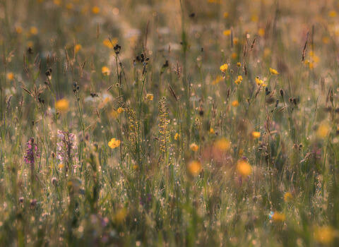 Image of a meadow