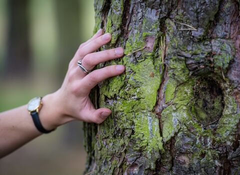 Hand on tree