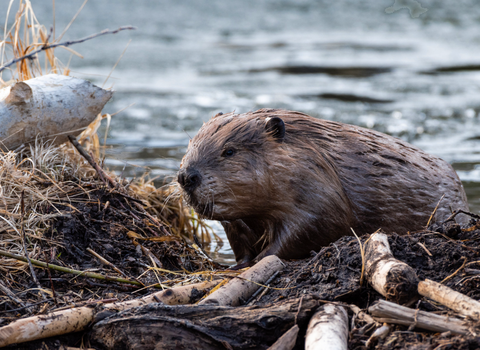 Beaver moving out of the water on to it's lodge