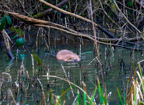 Image of beaver half submerged in water