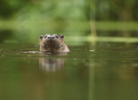 River mammals | Shropshire Wildlife Trust