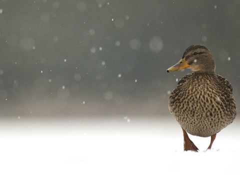 Mallard