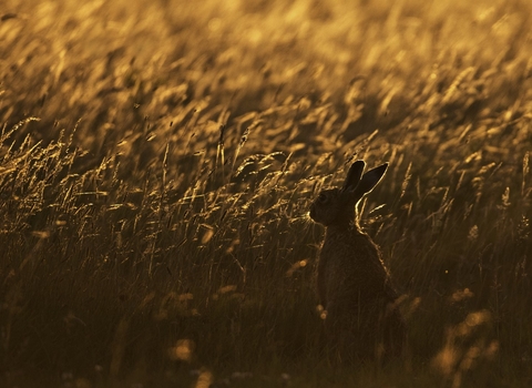 Hare