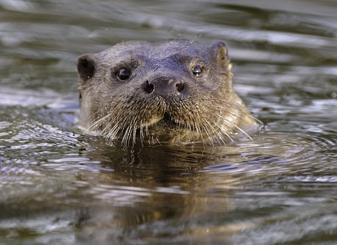 Otter