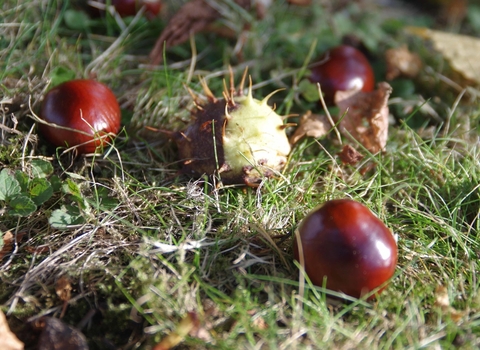 conkers on ground